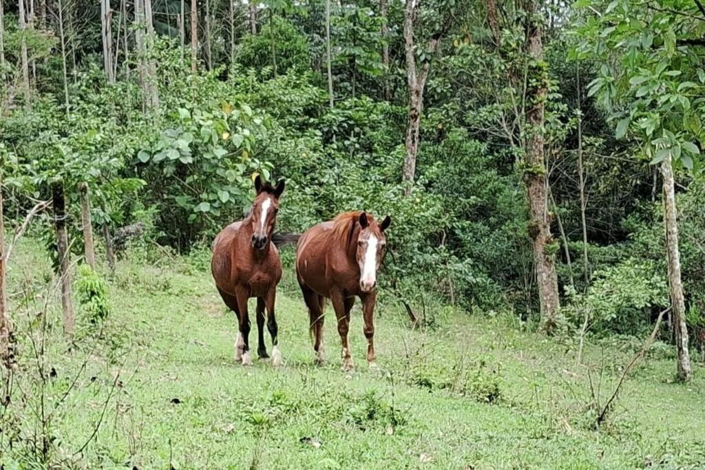 Sitio Som Das Aguas Benedito Novo Esterno foto